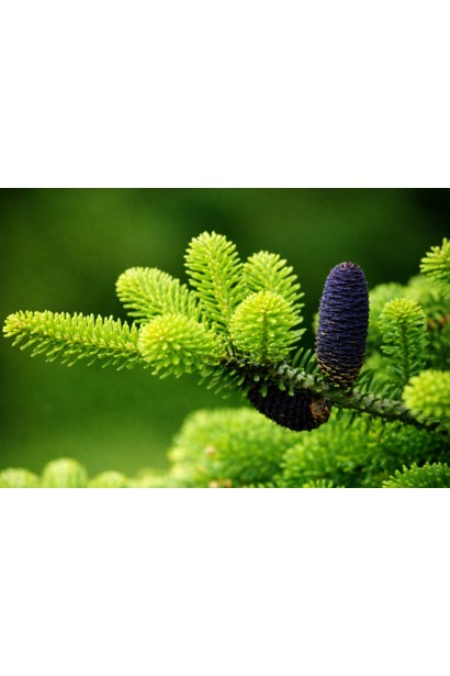 Abies Aurea молоді шишки